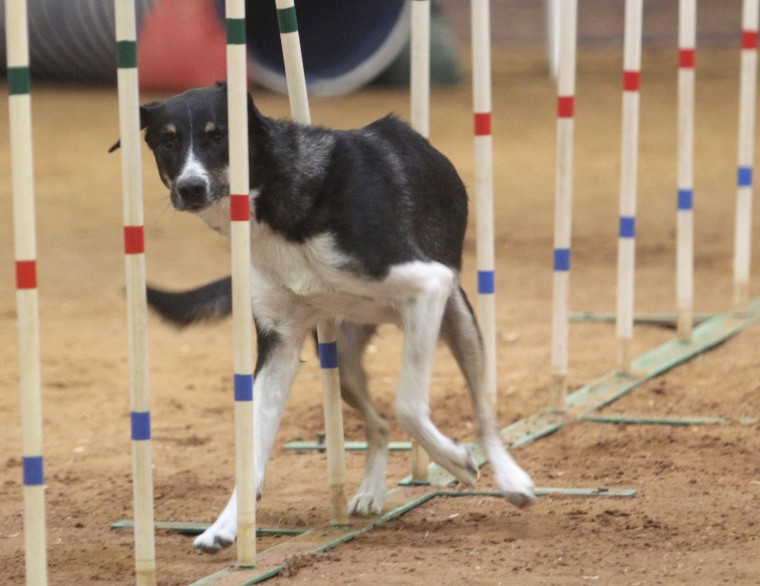 Dog Agility